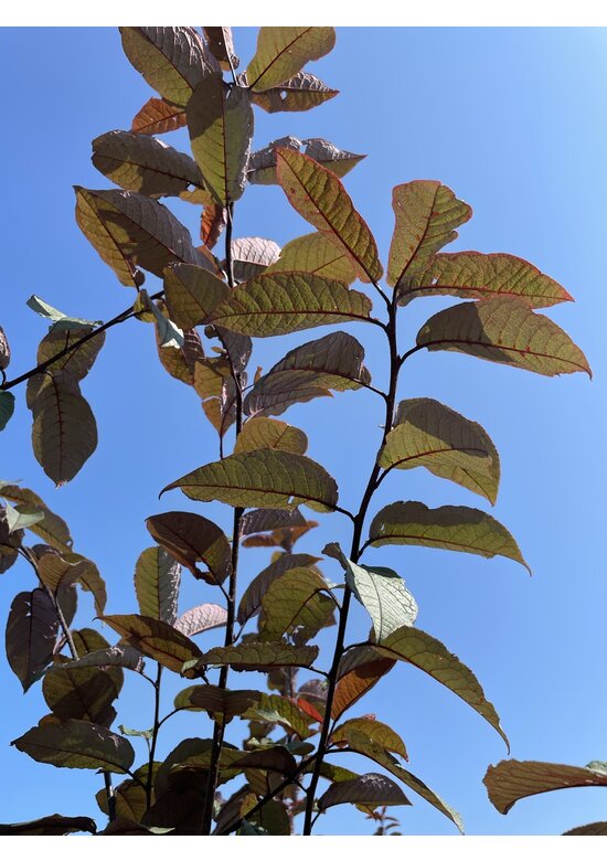 Traubenkirsche Mehrstämmig 'Colorata'  | Prunus padus 'Colorata'