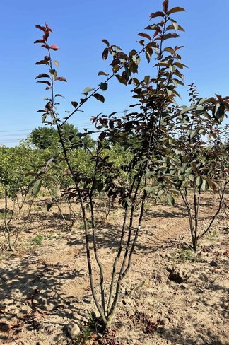 Traubenkirsche Mehrstämmig 'Colorata'  | Prunus padus 'Colorata' Traubenkirsche Mehrstämmig 'Colorata'  | Prunus padus 'Colorata'