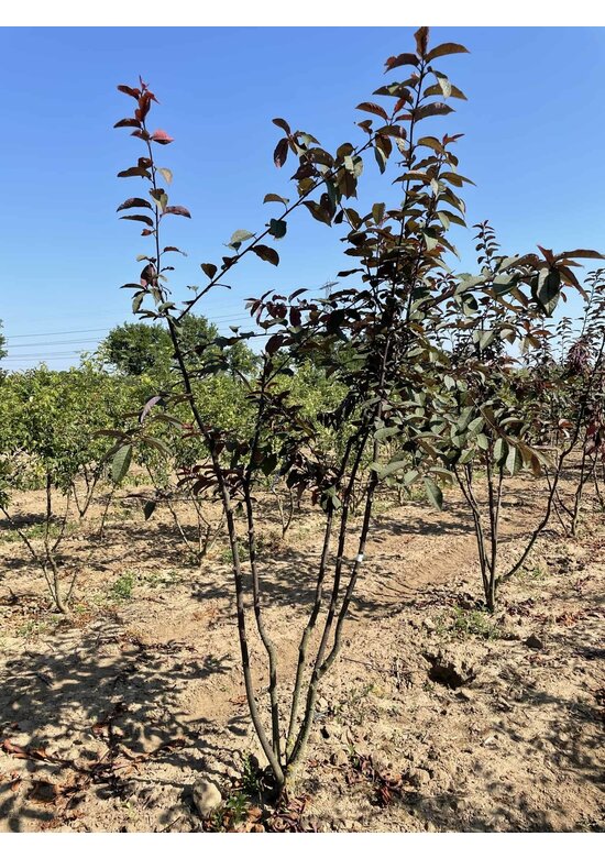 Traubenkirsche Mehrstämmig 'Colorata'  | Prunus padus 'Colorata'