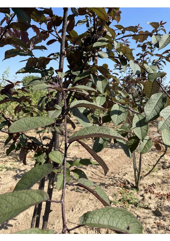 Traubenkirsche Mehrstämmig 'Colorata'  | Prunus padus 'Colorata'