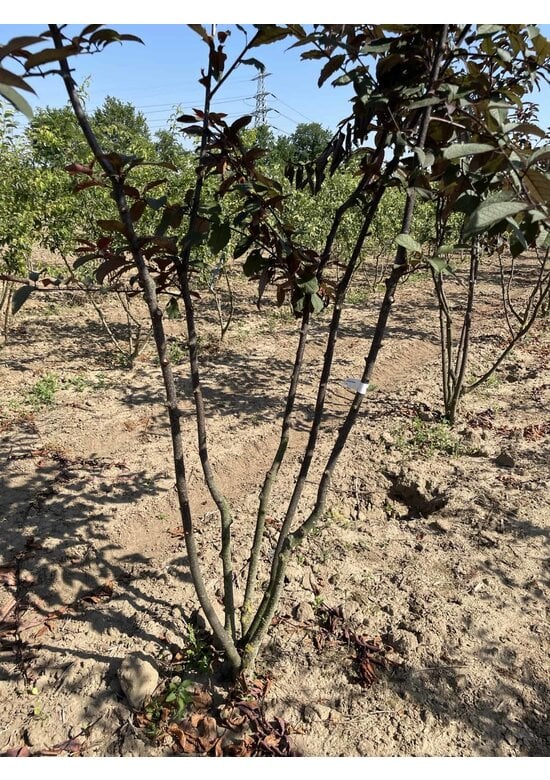 Traubenkirsche Mehrstämmig 'Colorata'  | Prunus padus 'Colorata'