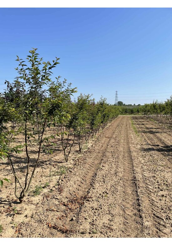 Zierkirsche 'Okame' Mehrstämmig | Prunus 'Okame'