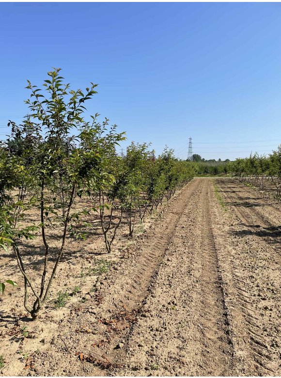 Zierkirsche 'Okame' - Mehrstämmig | Prunus 'Okame' Zierkirsche 'Okame' - Mehrstämmig | Prunus 'Okame'