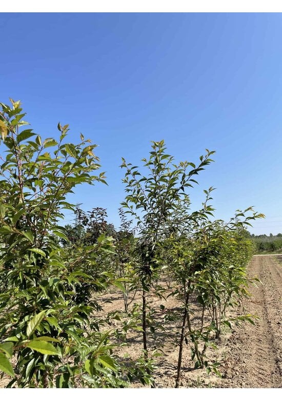 Zierkirsche 'Okame' Mehrstämmig | Prunus 'Okame'