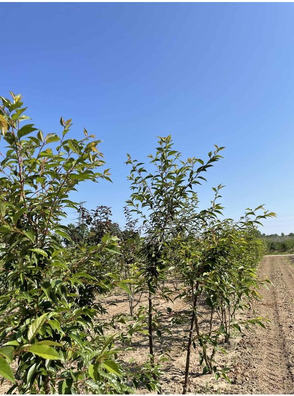 Zierkirsche 'Okame' - Mehrstämmig | Prunus 'Okame' Zierkirsche 'Okame' - Mehrstämmig | Prunus 'Okame'