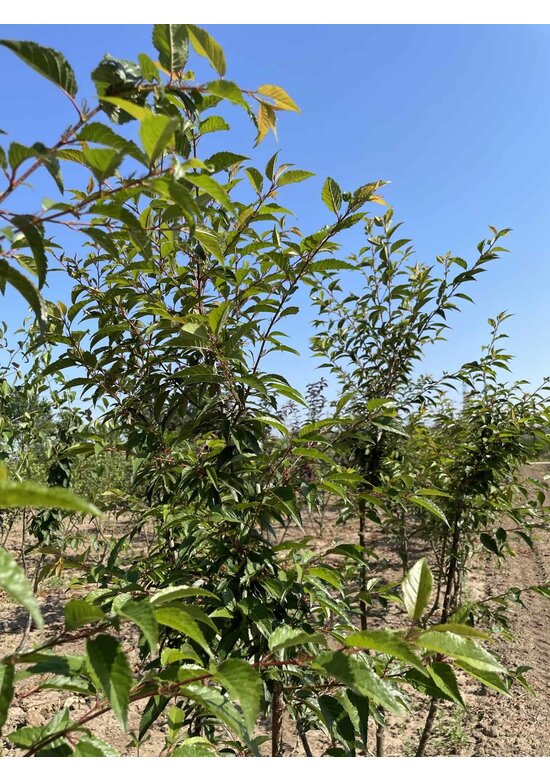 Zierkirsche 'Okame' Mehrstämmig | Prunus 'Okame'