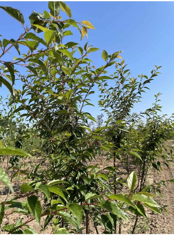 Zierkirsche 'Okame' - Mehrstämmig | Prunus 'Okame' Zierkirsche 'Okame' - Mehrstämmig | Prunus 'Okame'