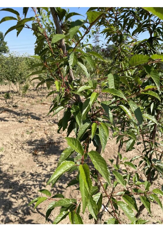 Zierkirsche 'Okame' Mehrstämmig | Prunus 'Okame'