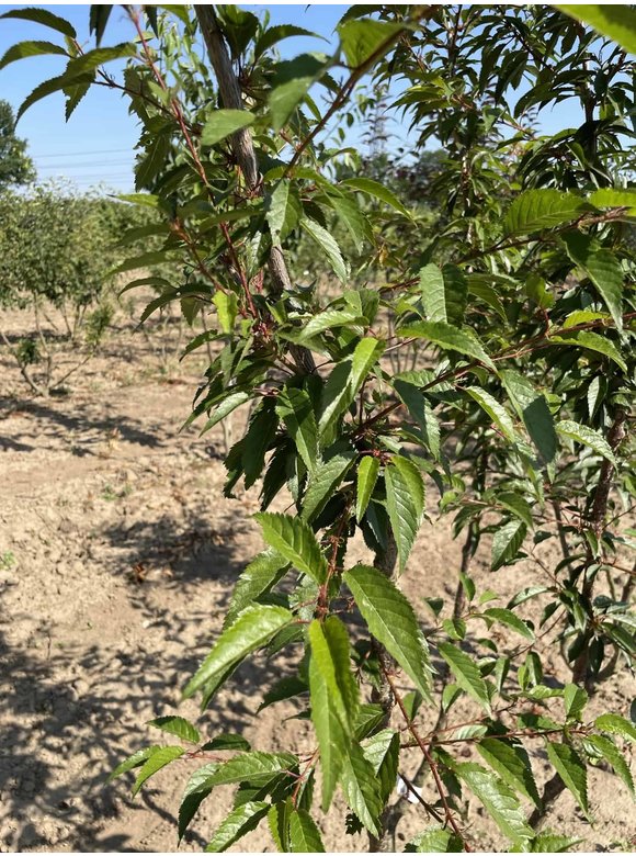 Zierkirsche 'Okame' - Mehrstämmig | Prunus 'Okame' Zierkirsche 'Okame' - Mehrstämmig | Prunus 'Okame'