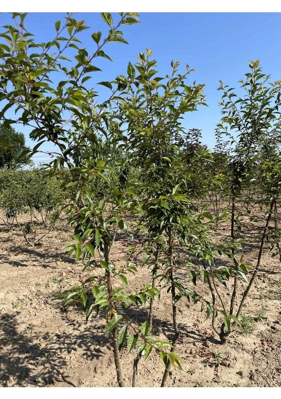 Zierkirsche 'Okame' Mehrstämmig | Prunus 'Okame'