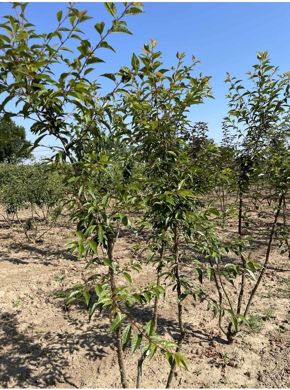 Zierkirsche 'Okame' - Mehrstämmig | Prunus 'Okame' Zierkirsche 'Okame' - Mehrstämmig | Prunus 'Okame'