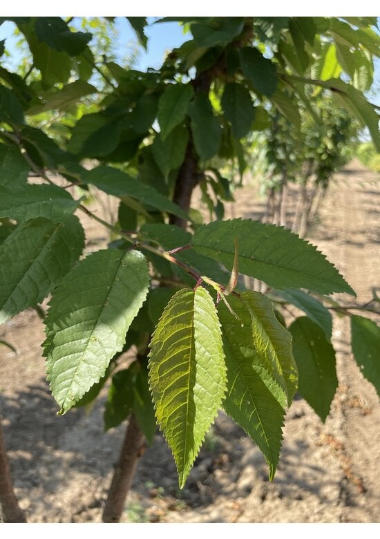 Vogelkirsche Strauch | Prunus avium