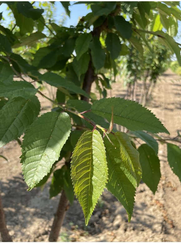 Vogelkirsche - Mehrstämmig | Prunus avium Vogelkirsche - Mehrstämmig | Prunus avium