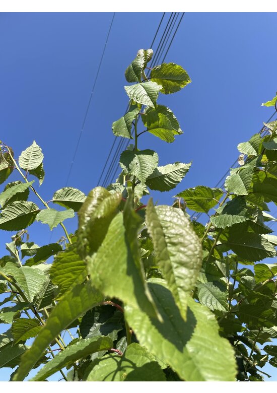 Vogelkirsche Strauch Mehrstämmig | Prunus avium