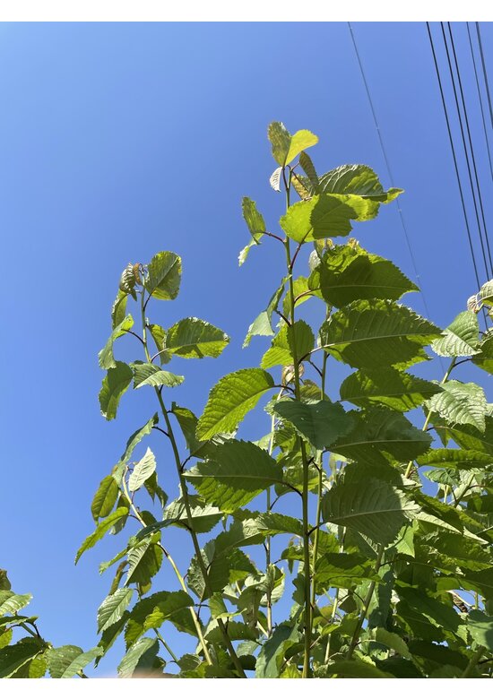 Vogelkirsche Strauch Mehrstämmig | Prunus avium