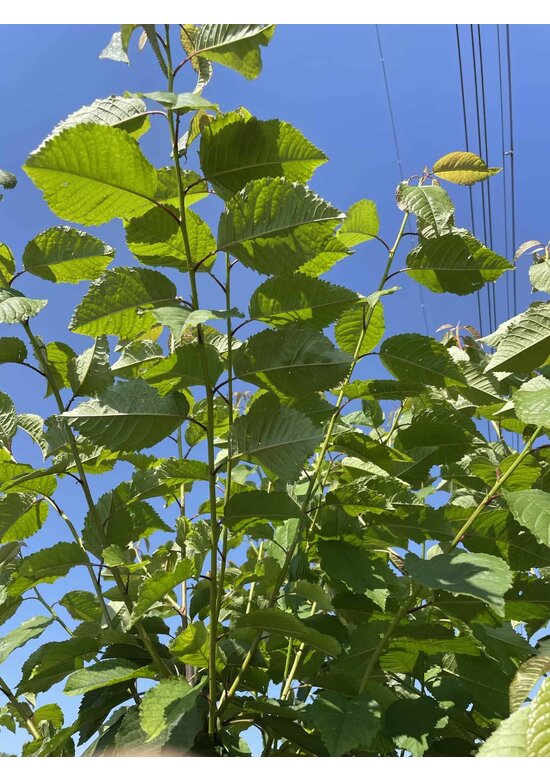 Vogelkirsche Strauch Mehrstämmig | Prunus avium