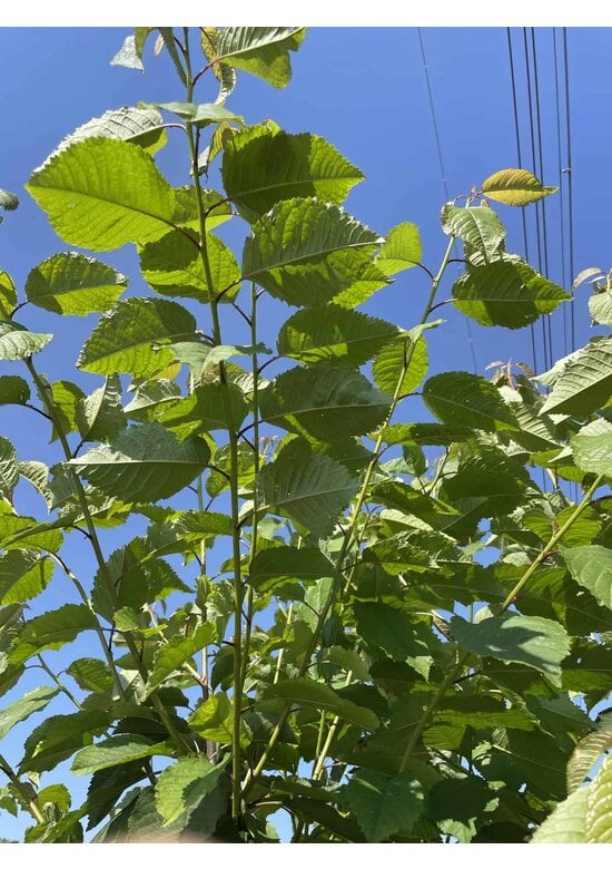Vogelkirsche Strauch | Prunus avium