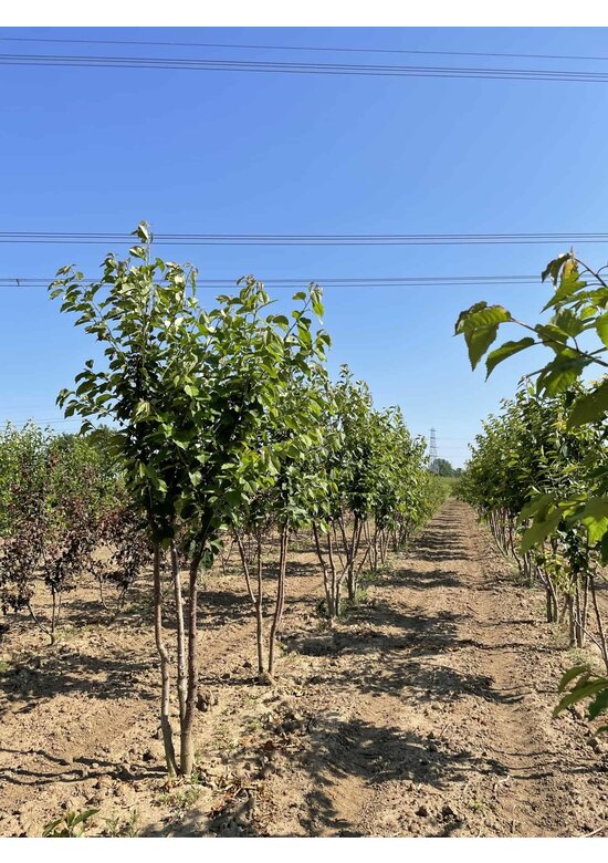 Vogelkirsche Strauch Mehrstämmig | Prunus avium