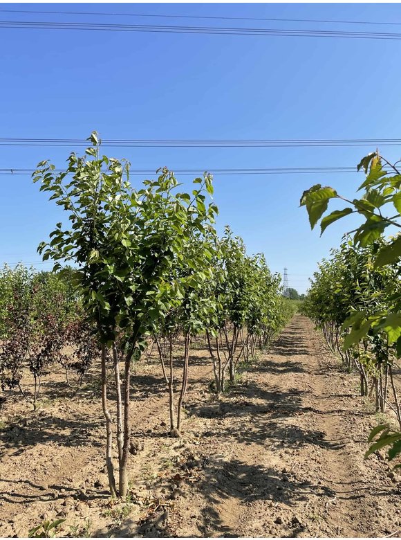 Vogelkirsche - Mehrstämmig | Prunus avium Vogelkirsche - Mehrstämmig | Prunus avium