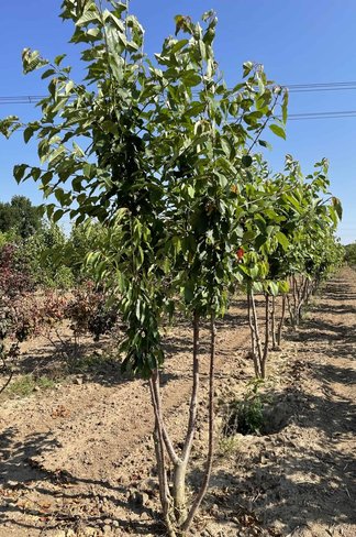 Vogelkirsche Strauch | Prunus avium