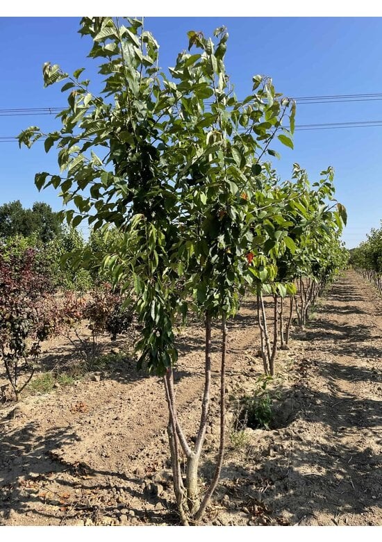 Vogelkirsche Strauch | Prunus avium