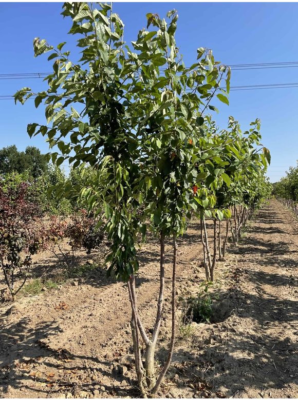 Vogelkirsche - Mehrstämmig | Prunus avium Vogelkirsche - Mehrstämmig | Prunus avium