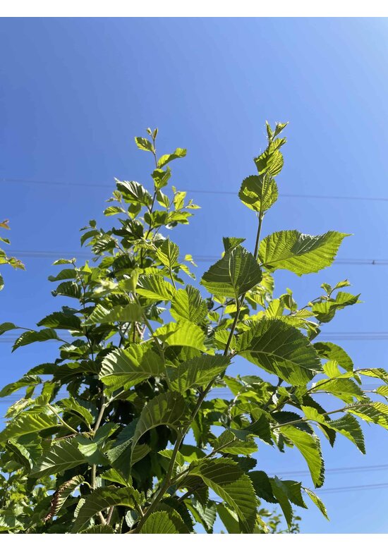 Hopfenbuche - Mehrstämmig | Ostrya carpinifolia