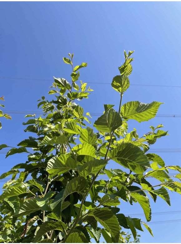 Hopfenbuche - Mehrstämmig | Ostrya carpinifolia Hopfenbuche - Mehrstämmig | Ostrya carpinifolia