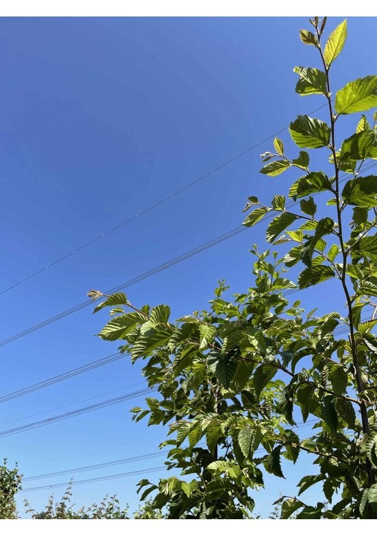 Hopfenbuche - Mehrstämmig | Ostrya carpinifolia