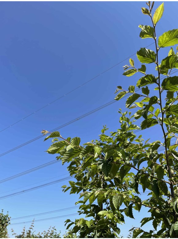 Hopfenbuche - Mehrstämmig | Ostrya carpinifolia Hopfenbuche - Mehrstämmig | Ostrya carpinifolia