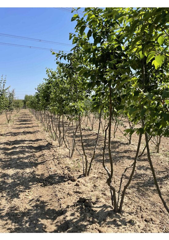 Hopfenbuche - Mehrstämmig | Ostrya carpinifolia