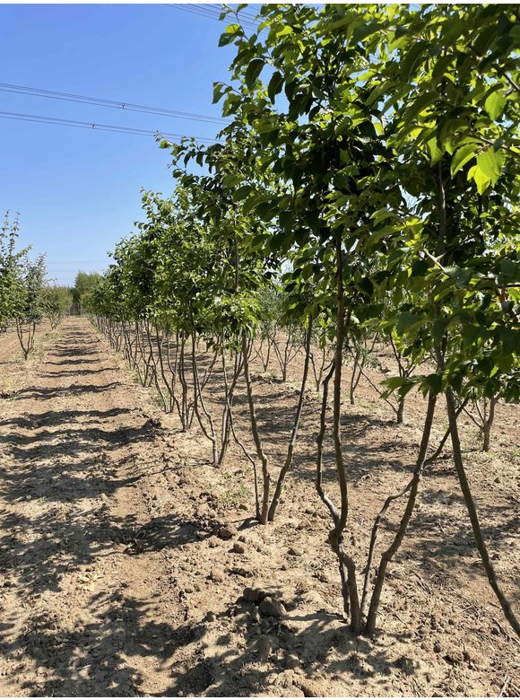 Hopfenbuche - Mehrstämmig | Ostrya carpinifolia Hopfenbuche - Mehrstämmig | Ostrya carpinifolia