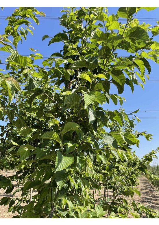 Hopfenbuche - Mehrstämmig | Ostrya carpinifolia