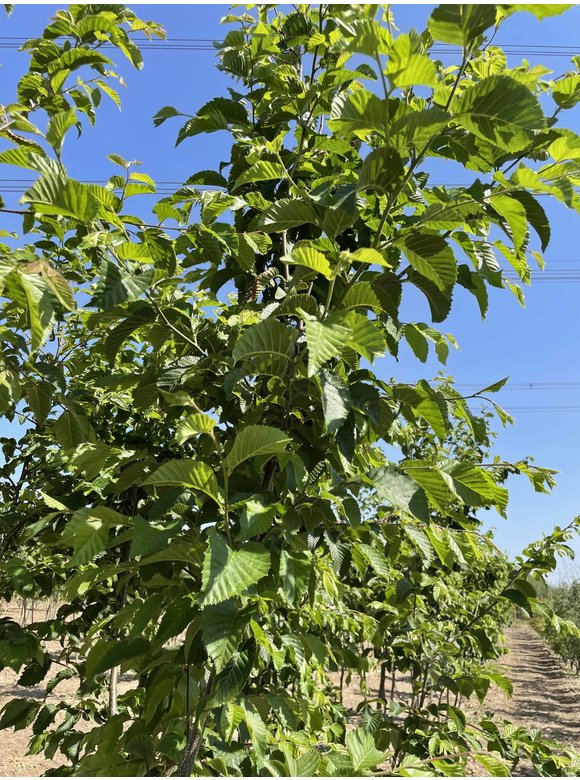 Hopfenbuche - Mehrstämmig | Ostrya carpinifolia Hopfenbuche - Mehrstämmig | Ostrya carpinifolia