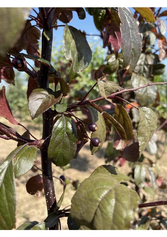 Zierapfel 'Scarlett' - Mehrstämmig | Malus toringo 'Scarlett'