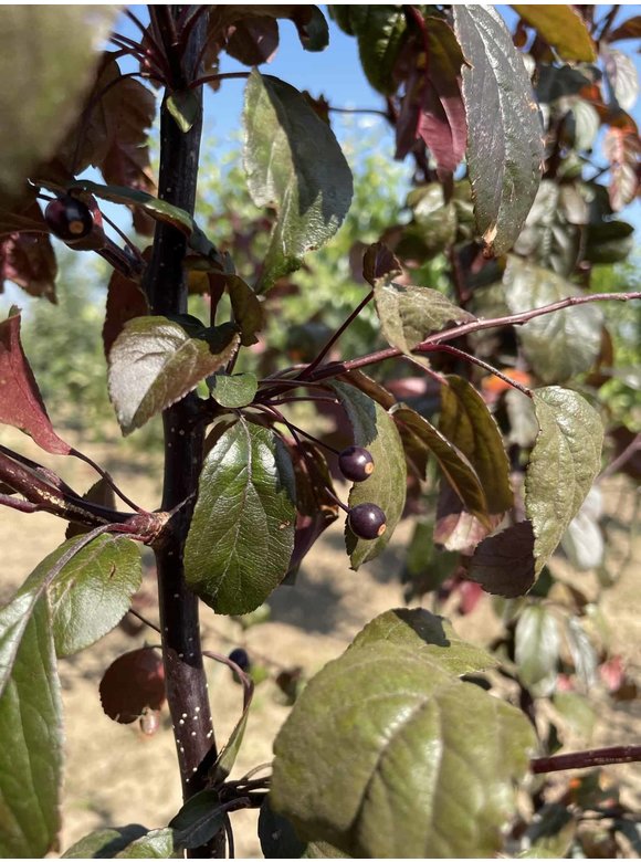 Zierapfel 'Scarlett' - Mehrstämmig | Malus toringo 'Scarlett' Zierapfel 'Scarlett' - Mehrstämmig | Malus toringo 'Scarlett'