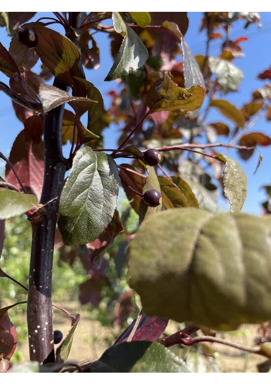Zierapfel 'Scarlett' - Mehrstämmig | Malus toringo 'Scarlett'