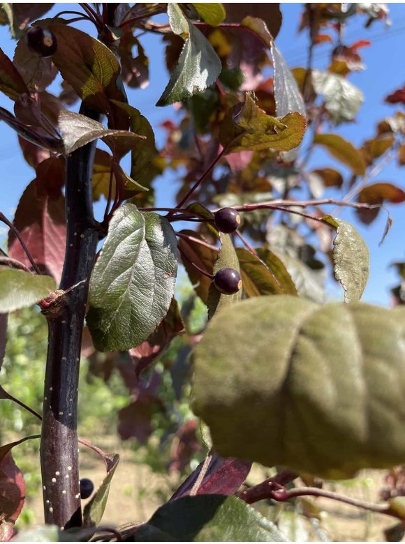 Zierapfel 'Scarlett' - Mehrstämmig | Malus toringo 'Scarlett' Zierapfel 'Scarlett' - Mehrstämmig | Malus toringo 'Scarlett'