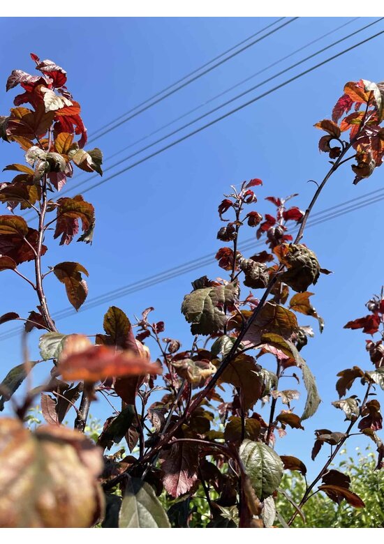 Zierapfel 'Scarlett' - Mehrstämmig | Malus toringo 'Scarlett'