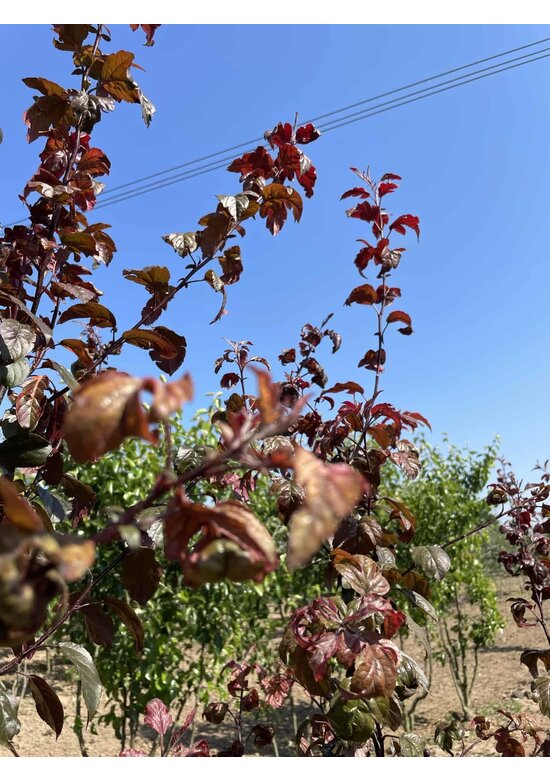 Zierapfel 'Scarlett' - Mehrstämmig | Malus toringo 'Scarlett'