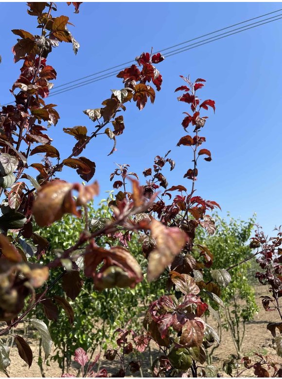 Zierapfel 'Scarlett' - Mehrstämmig | Malus toringo 'Scarlett' Zierapfel 'Scarlett' - Mehrstämmig | Malus toringo 'Scarlett'