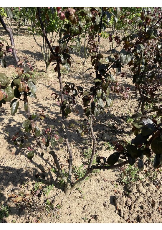 Zierapfel 'Scarlett' - Mehrstämmig | Malus toringo 'Scarlett'