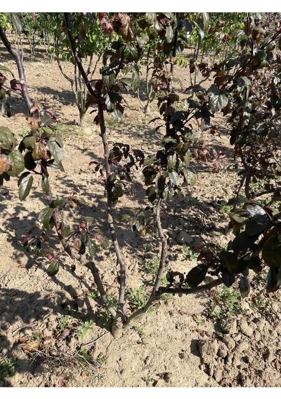 Zierapfel 'Scarlett' - Mehrstämmig | Malus toringo 'Scarlett'