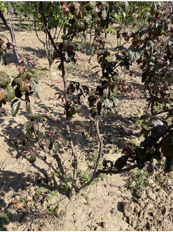 Zierapfel 'Scarlett' - Mehrstämmig | Malus toringo 'Scarlett' Zierapfel 'Scarlett' - Mehrstämmig | Malus toringo 'Scarlett'