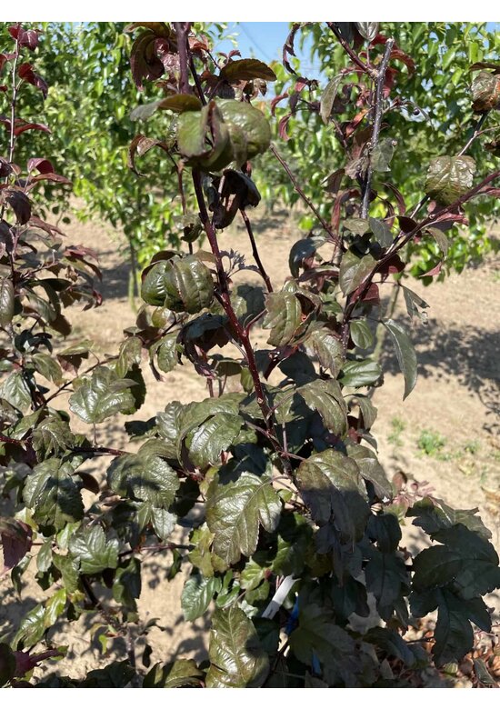 Zierapfel 'Scarlett' - Mehrstämmig | Malus toringo 'Scarlett'