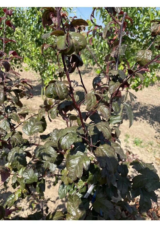 Zierapfel 'Scarlett' - Mehrstämmig | Malus toringo 'Scarlett'
