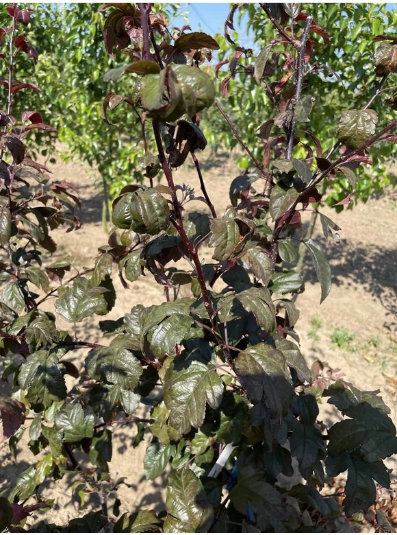 Zierapfel 'Scarlett' - Mehrstämmig | Malus toringo 'Scarlett' Zierapfel 'Scarlett' - Mehrstämmig | Malus toringo 'Scarlett'