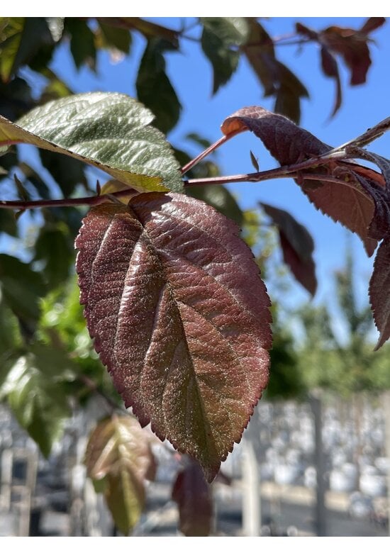 Zierapfel 'Scarlett' - Mehrstämmig | Malus toringo 'Scarlett'