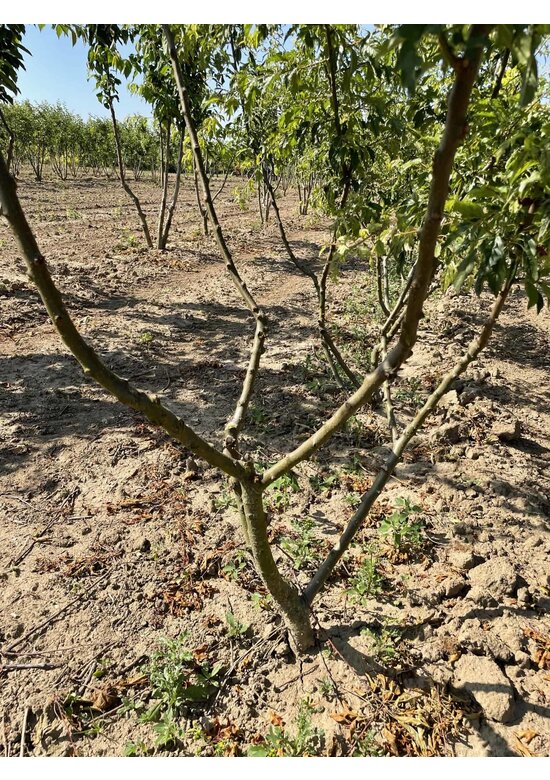 Toringo-Apfel Mehrstämmig 'Brouwers Beauty' | Malus toringo 'Brouwers Beauty'