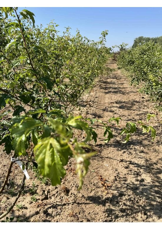 Toringo-Apfel Mehrstämmig 'Brouwers Beauty' | Malus toringo 'Brouwers Beauty'